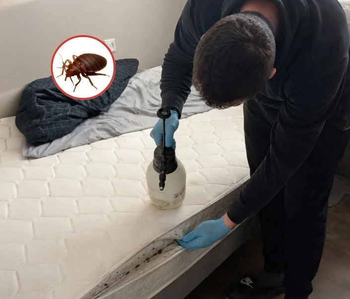 Technicien traitant un matelas contre les punaises de lit à Étréchy